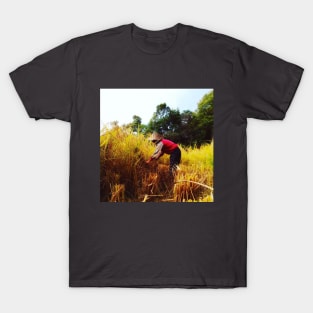 harvesting rice on the fields T-Shirt